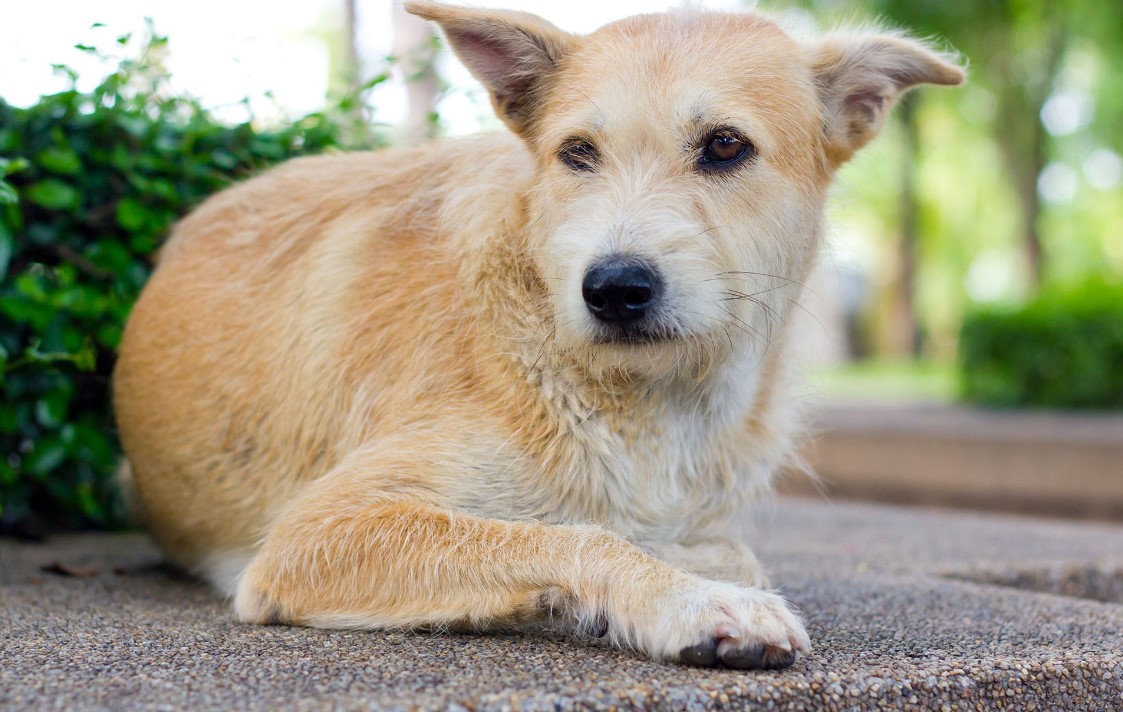 Leverkanker Bij Honden Symptomen Diagnose Behandeling