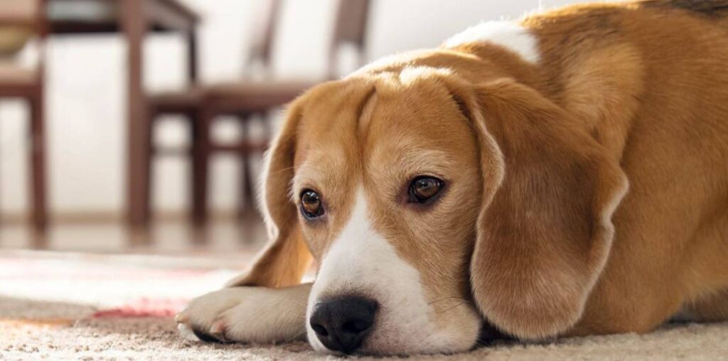 Herkennen Van Pijn Bij Honden Uitgelaten Hond