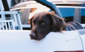 Hondenloopplank voor pick-up of SUV