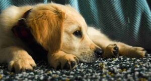 Puppy Nagels knippen Een vijf-stappen-gids