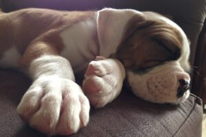 hoe de slaap van je hond verbeteren