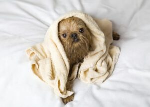 hond drogen met handdoek