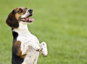 beagle hondenras