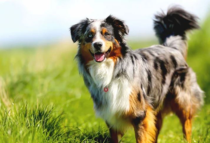 Australian shepherd - Uitgelaten Hond