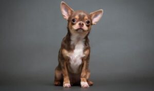 Chihuahua mini hond