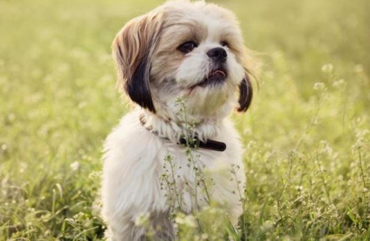 Likken Waarschijnlijk Aanbevolen Kleine Hondenrassen: bekijk al deze mini en kleine hondjes