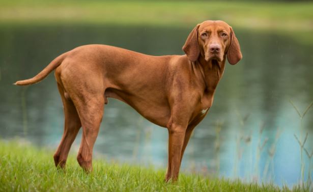 Vizsla