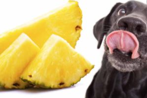 hond ananas