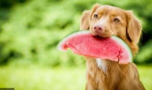 hond fruit