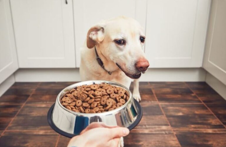 Wanneer De Hond Niet Eet 10 Redenen Voor Verlies Van Eetlust 