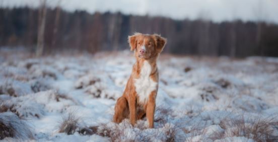 korting Dan Smeltend Populairste middelgrote hondenrassen - Uitgelaten Hond