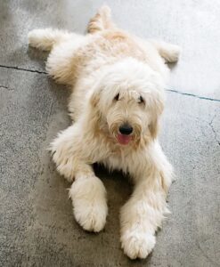 witte Labradoodle