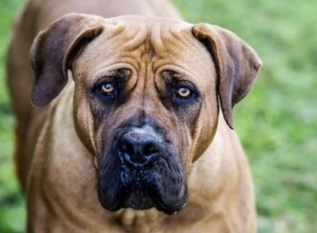 Boerboel