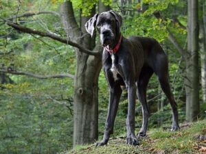 grootste hondenras ter wereld