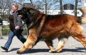 grote honden