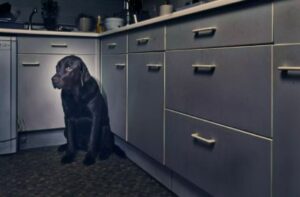 Bange hond in een keuken