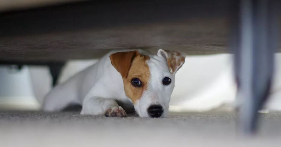 Bange hond verstopt onder bed