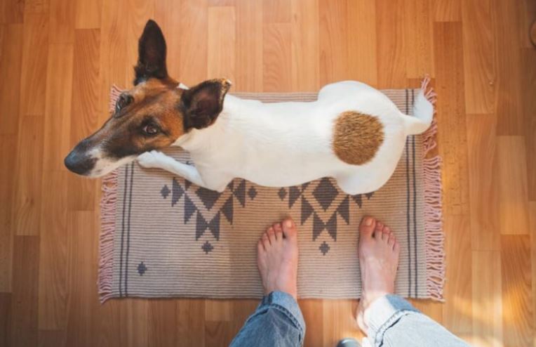 Hond kijkt omhoog naar eigenaar op tapijt