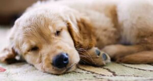 Hond slaapt op tapijt in huis