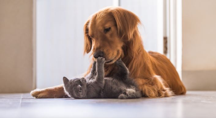 Uw kat en uw hond kunnen vaak leren goede vrienden te zijn met de juiste training