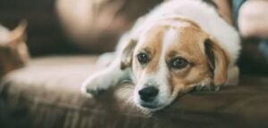 anti stress middelen voor honden