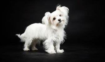 Boomer Hond: Karakter, Leeftijd En Verzorging - Uitgelaten Hond