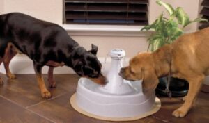 drinkfontein hond