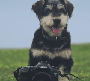 hond met camera