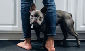 6 Redenen Waarom Je Hond Je Overal Volgt - Uitgelaten Hond