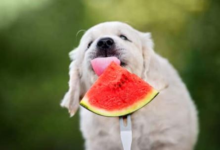 hond watermeloen eten