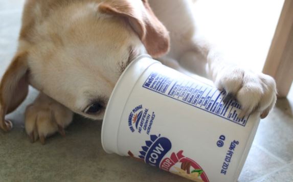hond yoghurt eten