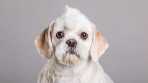 Boomer Hond: Karakter, Leeftijd En Verzorging - Uitgelaten Hond