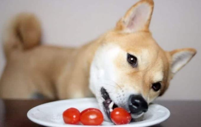 mag een hond tomaat eten