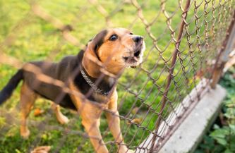 Beste Hondenomheining kopen (draadloze / onzichtbare / ondergrondse /  elektrische) - Uitgelaten Hond