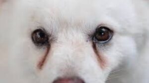 vieze ogen hond