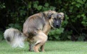 Acute Diarree hond