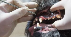 De dierenarts gebruikt het instrument voor de behandeling van gingivitis in de open bek van de hond onder narcose.