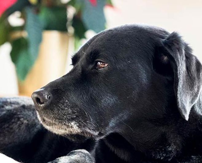 Gehoorverlies en doofheid bij honden