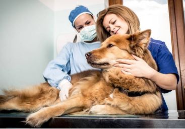 Hartproblemen bij honden herkennen