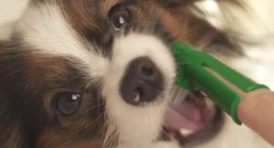 Houd de tanden van uw hond schoon