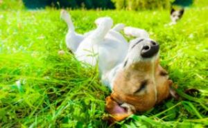 Narcolepsie bij honden