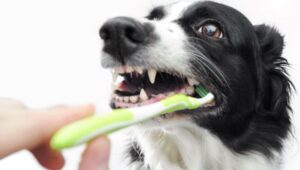 Tandenpoetsen stappen om hondentanden te laten schitteren