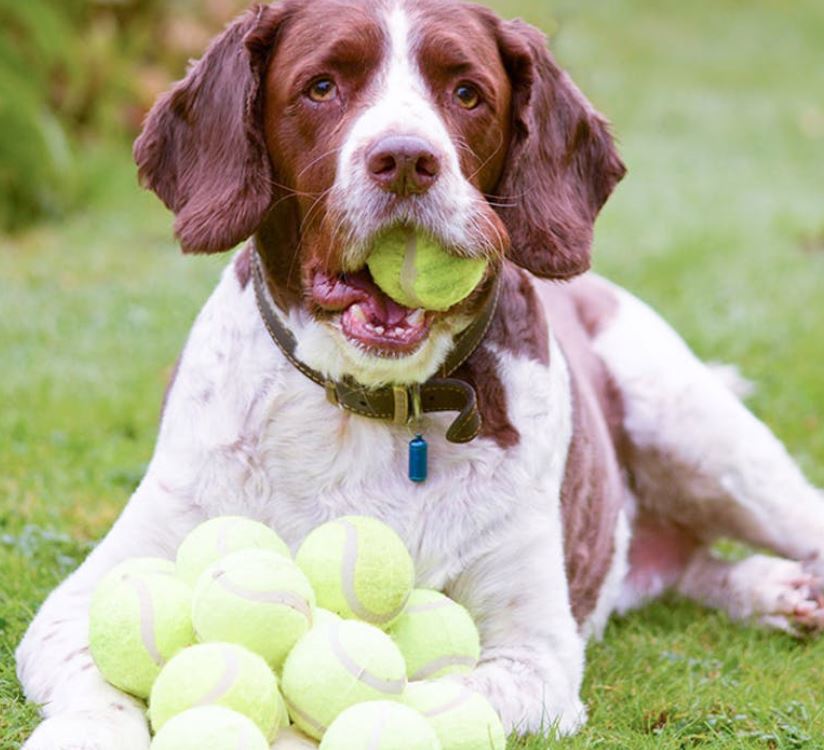 Waarom houden honden van ballen