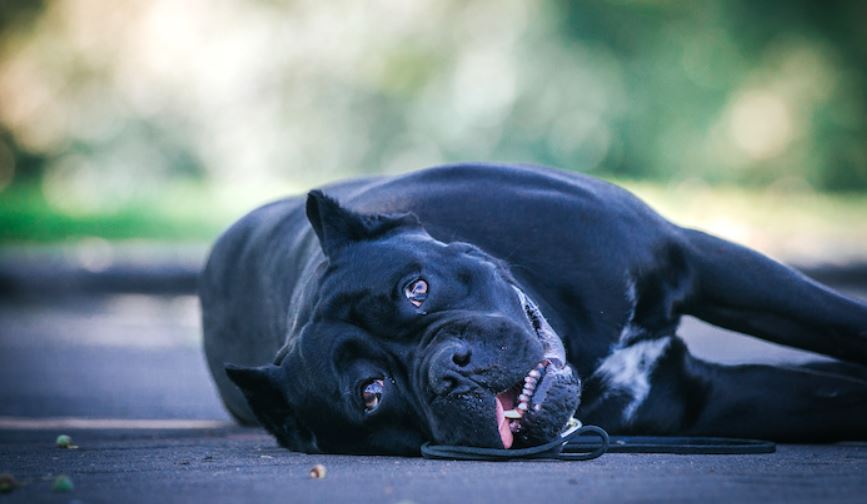 alvleesklierontsteking bij honden