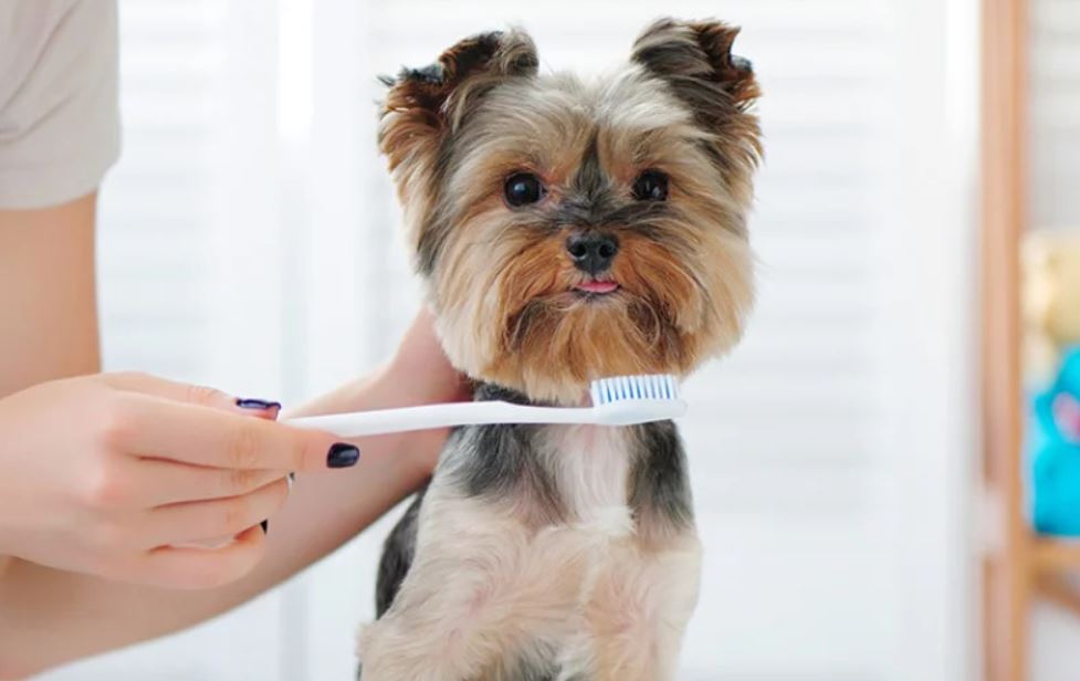 Secretaris Boost Staan voor Beste honden tandenborstels kopen en review in 2021