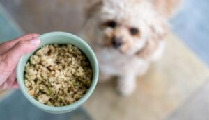 een evenwichtige voeding voor uw hond