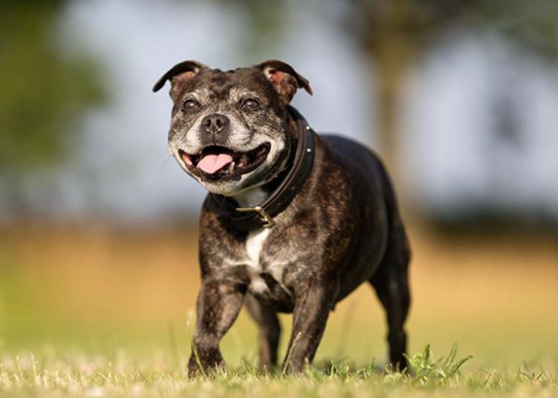 Stamboom Zuigeling 鍔 Kan Glucosamine voor Honden helpen bij Artritis en Gewrichtspijn?