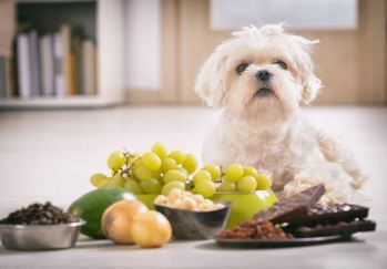 hond met avocado