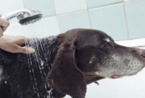 hond wassen