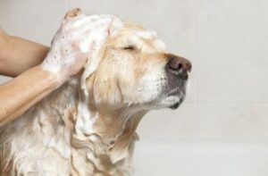hond wassen voor trimmen